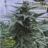 Auto Death Russian Feminised